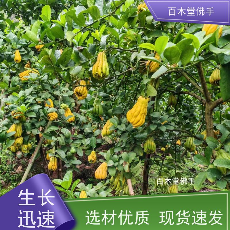 百木堂 安 州佛手苗 植株茂密 生长迅速 园林景区栽植