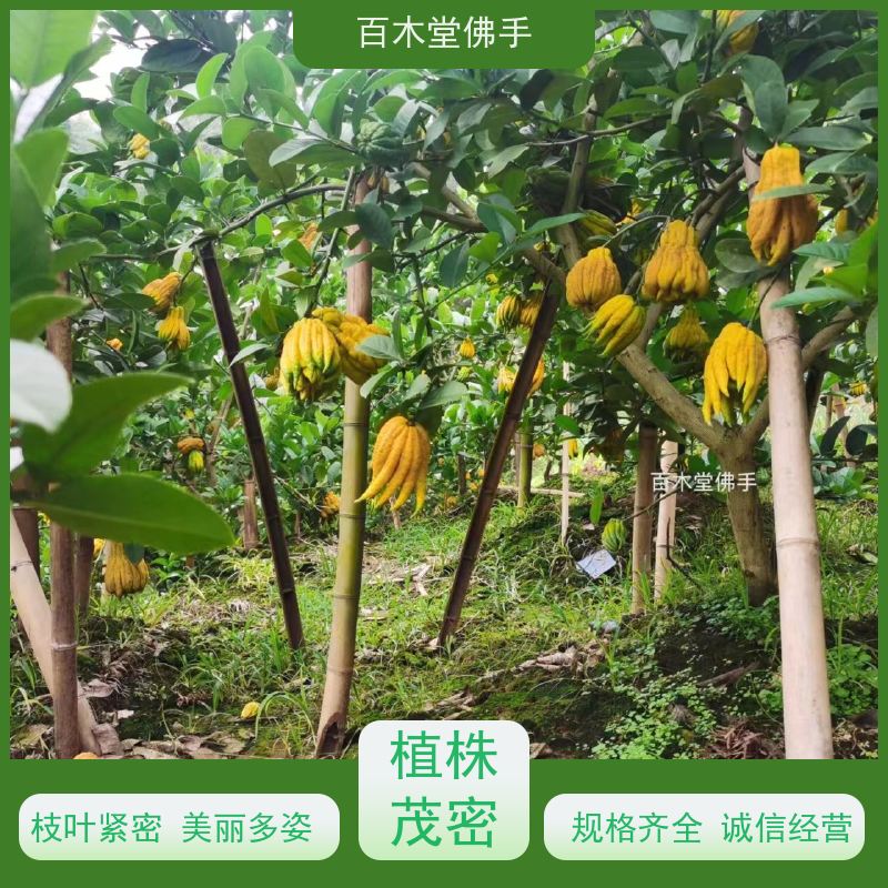 百木堂 中药材苗种植 造型优美 易成活 道路绿化行道苗