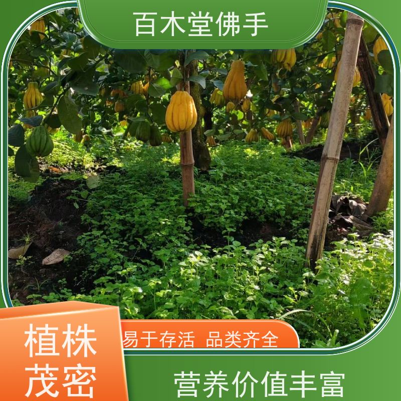 百木堂 永 春佛手苗 观赏植物 附加值高 种苗基地直供