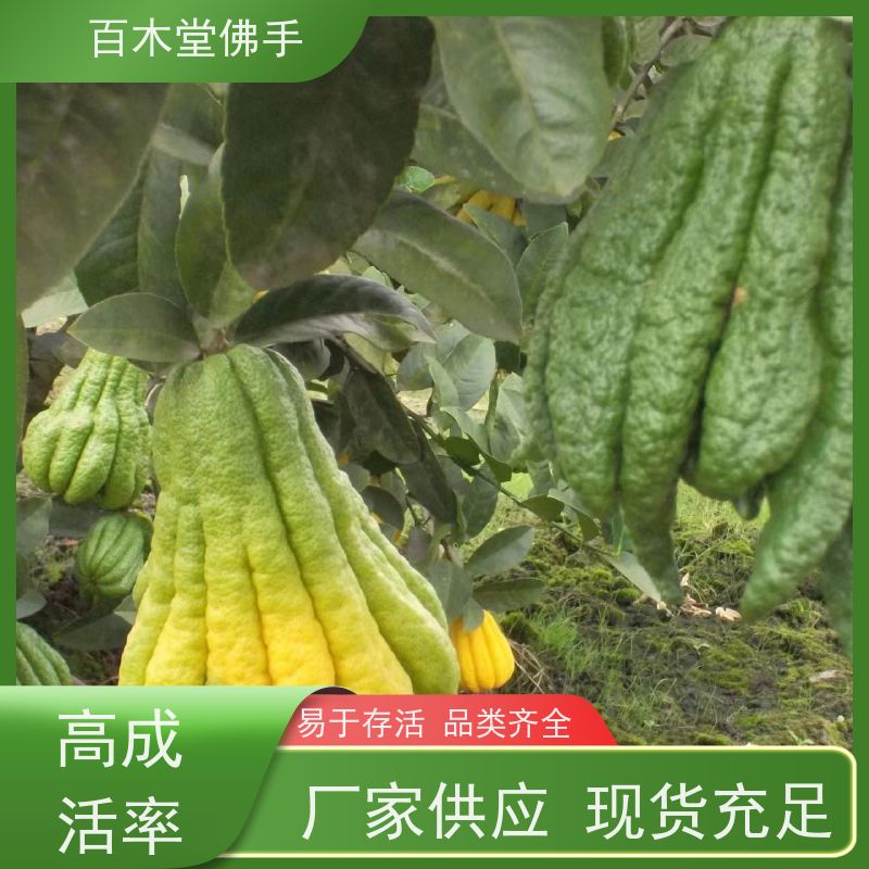 百木堂 佛手苗种植 枝叶紧密 美丽多姿 种苗基地直供