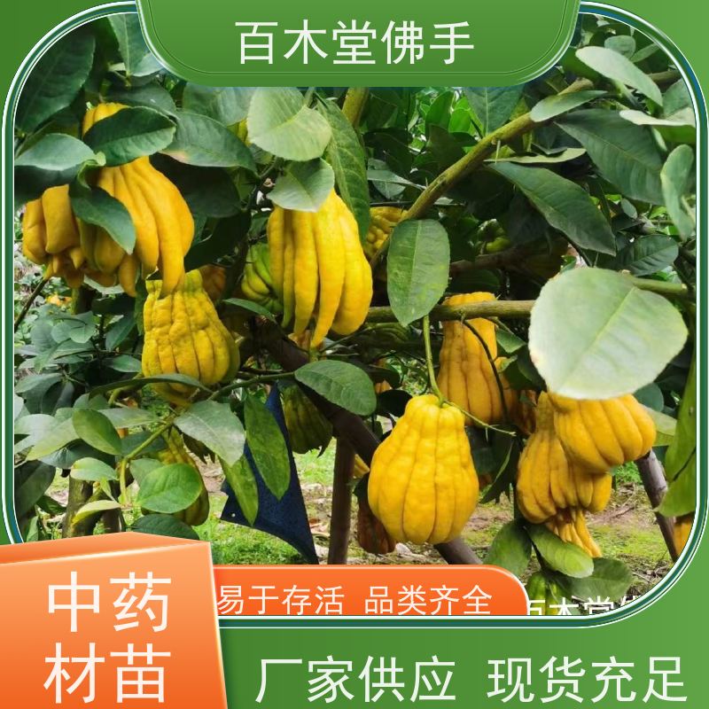 百木堂 乐山佛手苗 生长环境适应性强 城市景观绿化树 