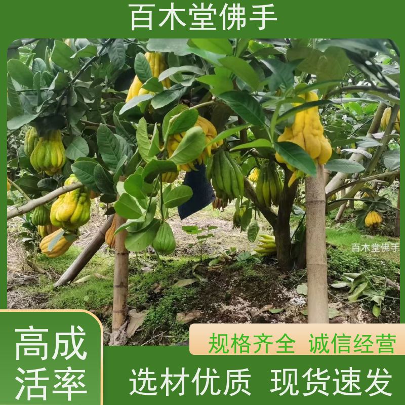 百木堂 中药材苗批发 植株茂密 生长迅速 种苗基地直供