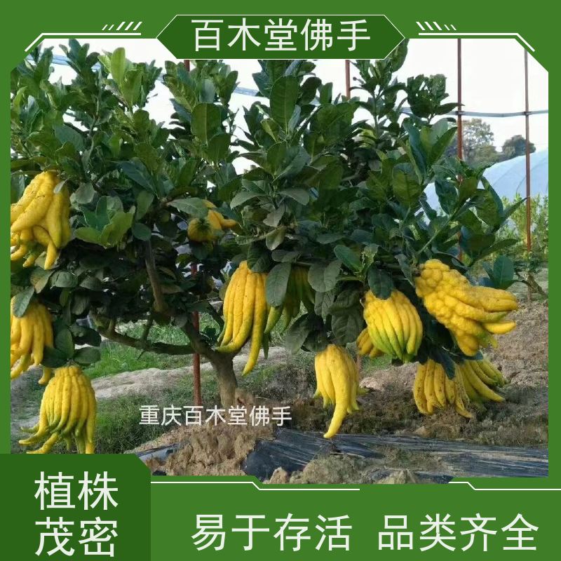 百木堂 佛手苗出售 观赏植物 附加值高 种苗基地直供