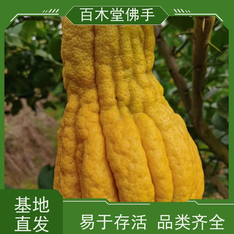 百木堂 佛手柑苗种植 高成活率 较耐干旱 城市景观绿化树 