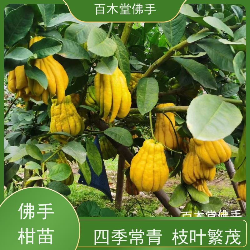 百木堂 中药材技术 枝叶紧密 美丽多姿 种苗基地直供