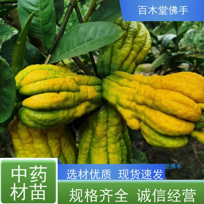 百木堂 中药材种苗 生长环境适应性强 城市景观绿化树 