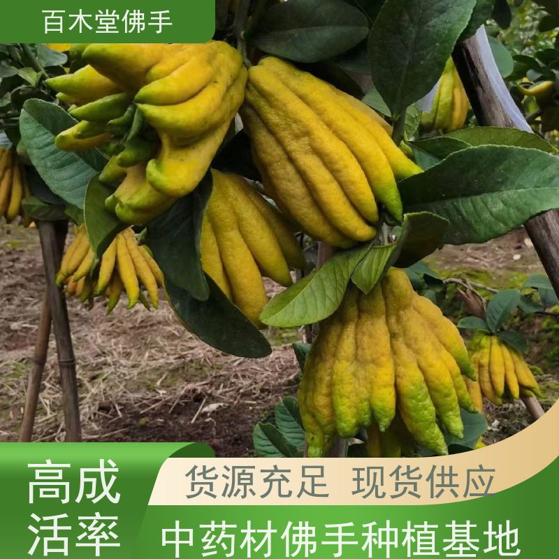 百木堂 佛手柑苗 观赏植物 附加值高 道路绿化行道苗