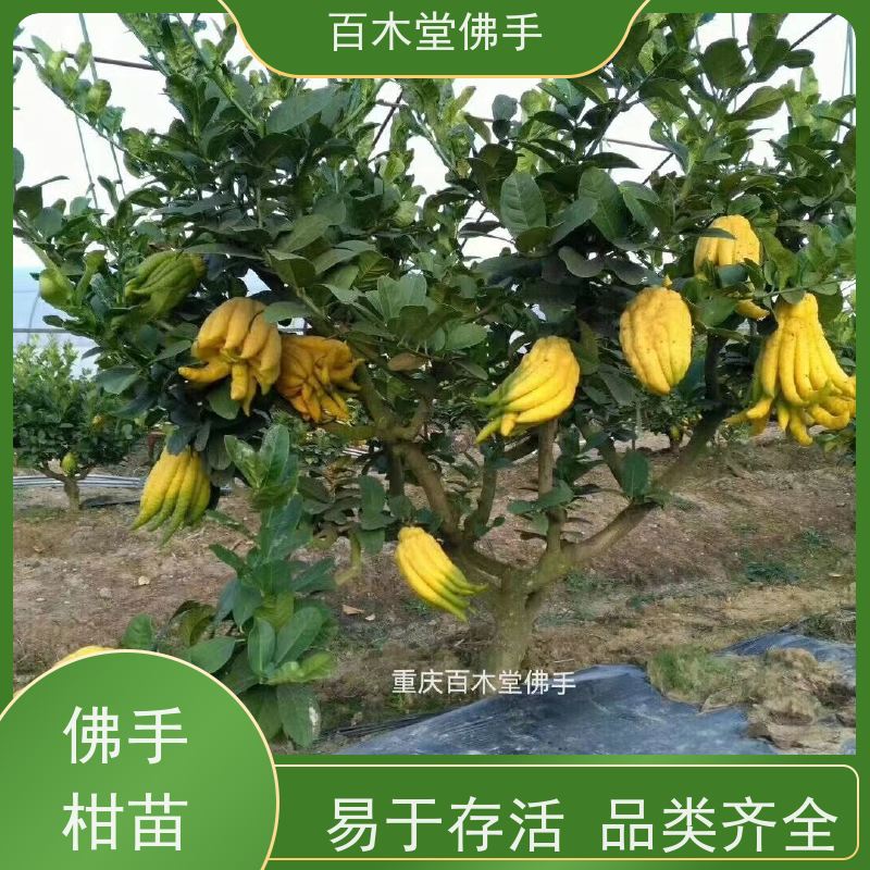 百木堂 佛手苗批发 观赏植物 附加值高 园林景区栽植