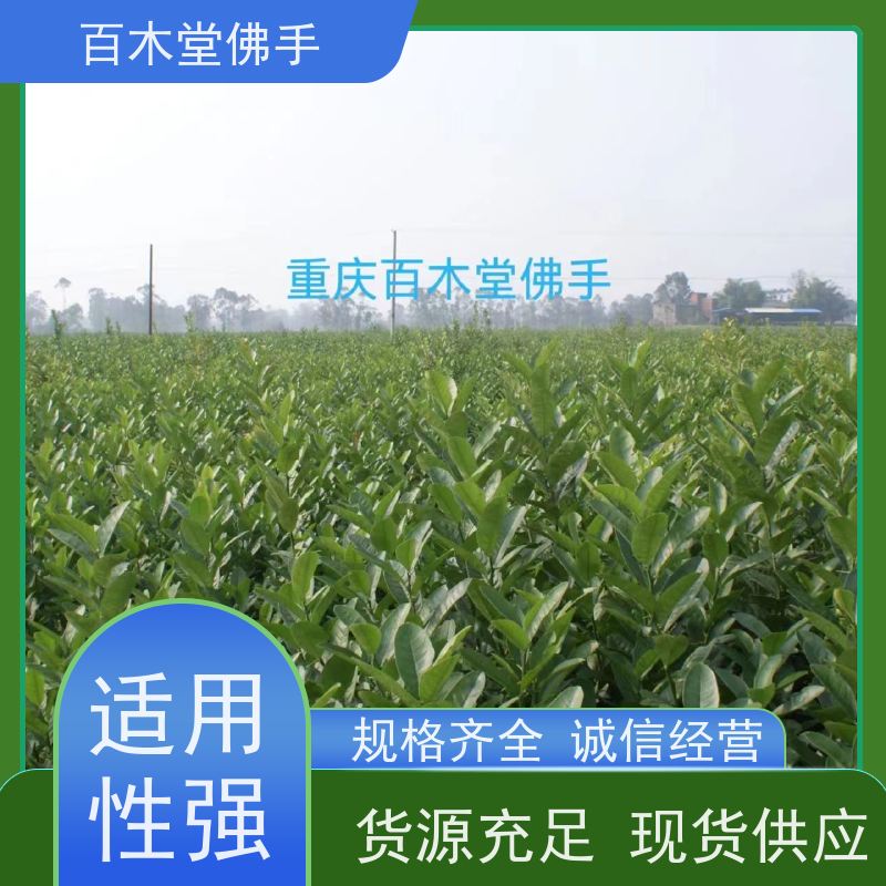 百木堂 佛手苗出售 植株茂密 生长迅速 城市景观绿化树 