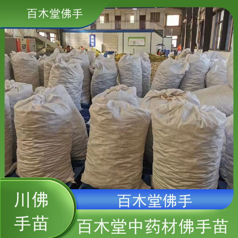 百木堂 成 都佛手 树形丰富 成活率高 道路绿化行道苗