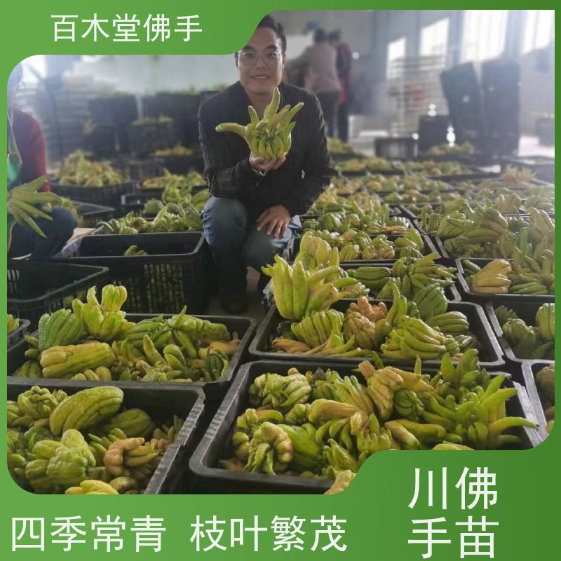 百木堂 南 充佛手 植株茂密 生长迅速 道路绿化行道苗