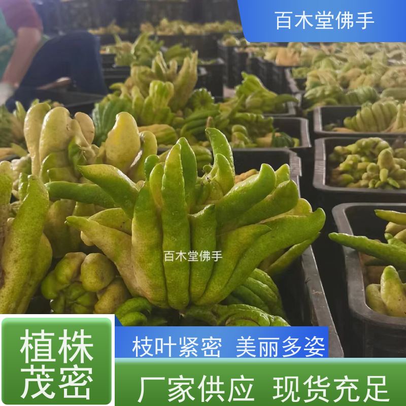 百木堂 万 州佛手 适用性强 规格齐全 园林景区栽植