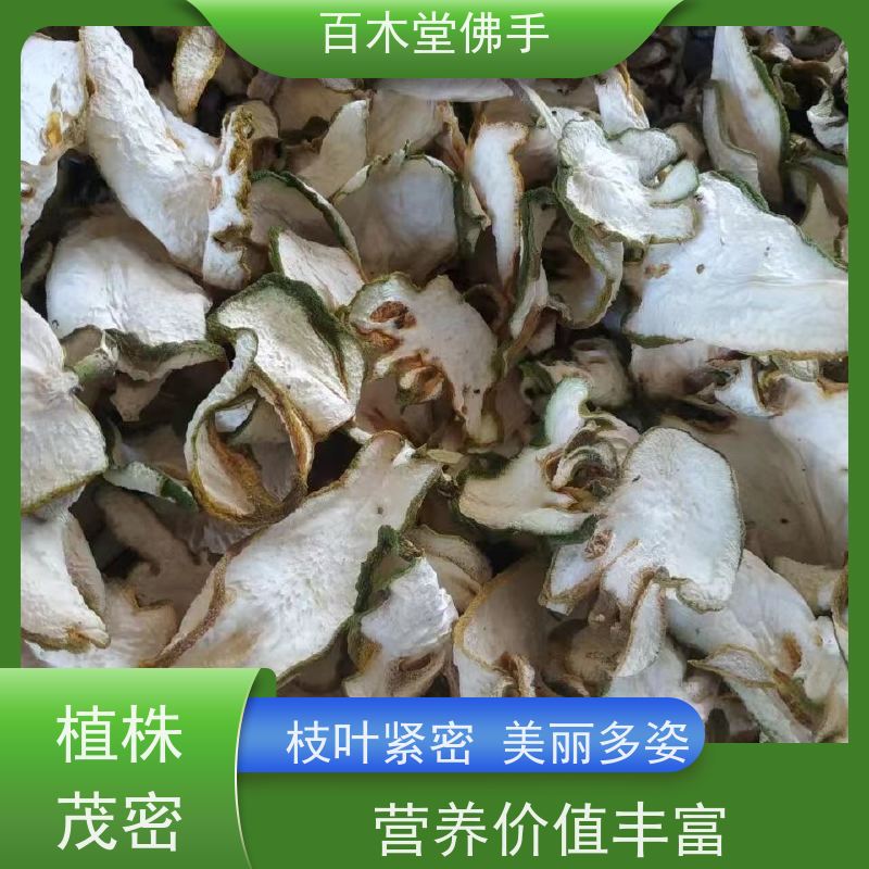 百木堂 绵 阳佛手 高成活率 较耐干旱 城市景观绿化树 