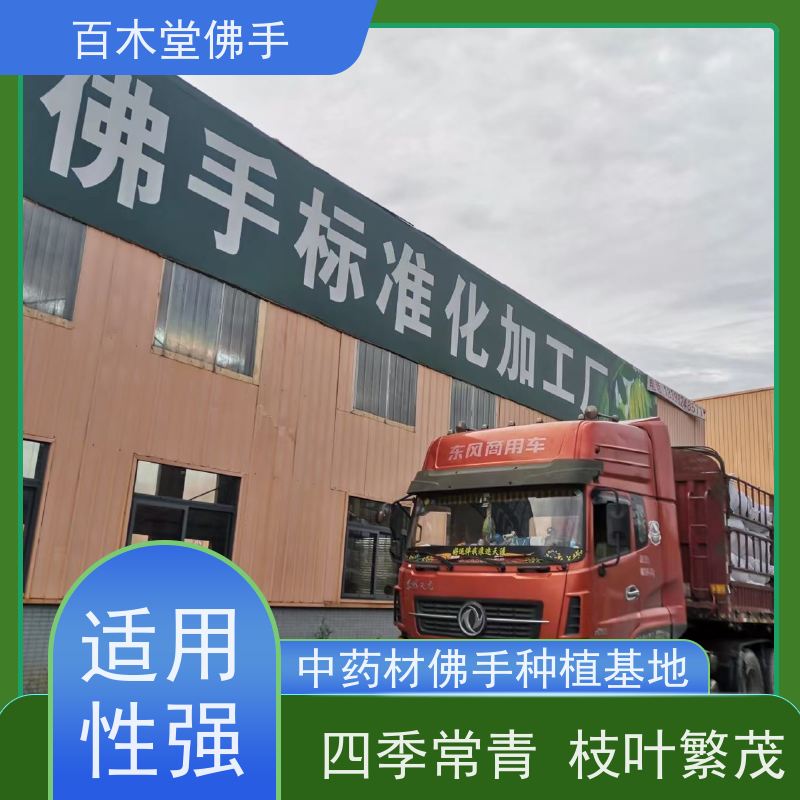 百木堂 广佛手 产量高 用途广泛 中药材种植基地 