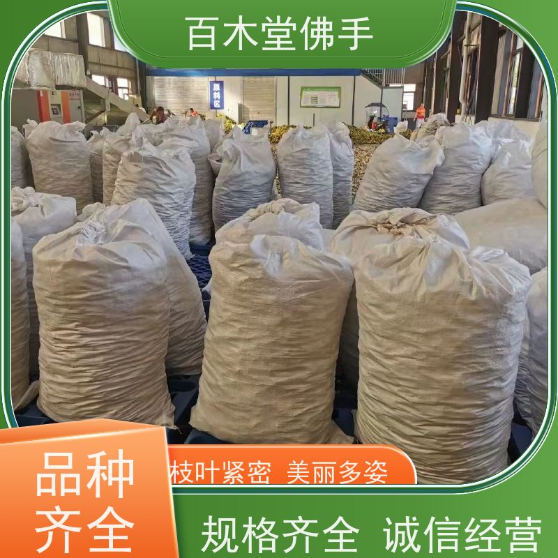 百木堂 乐 山佛手 高成活率 较耐干旱 种苗基地直供