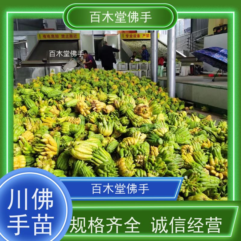 百木堂 万 州佛手 造型优美 易成活 中药材种植基地 