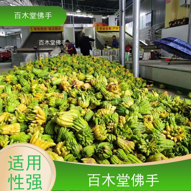百木堂 佛手 枝叶紧密 美丽多姿 城市景观绿化树 