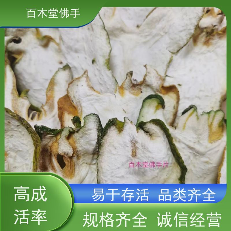 百木堂 内 江佛手 观赏植物 附加值高 园林景区栽植