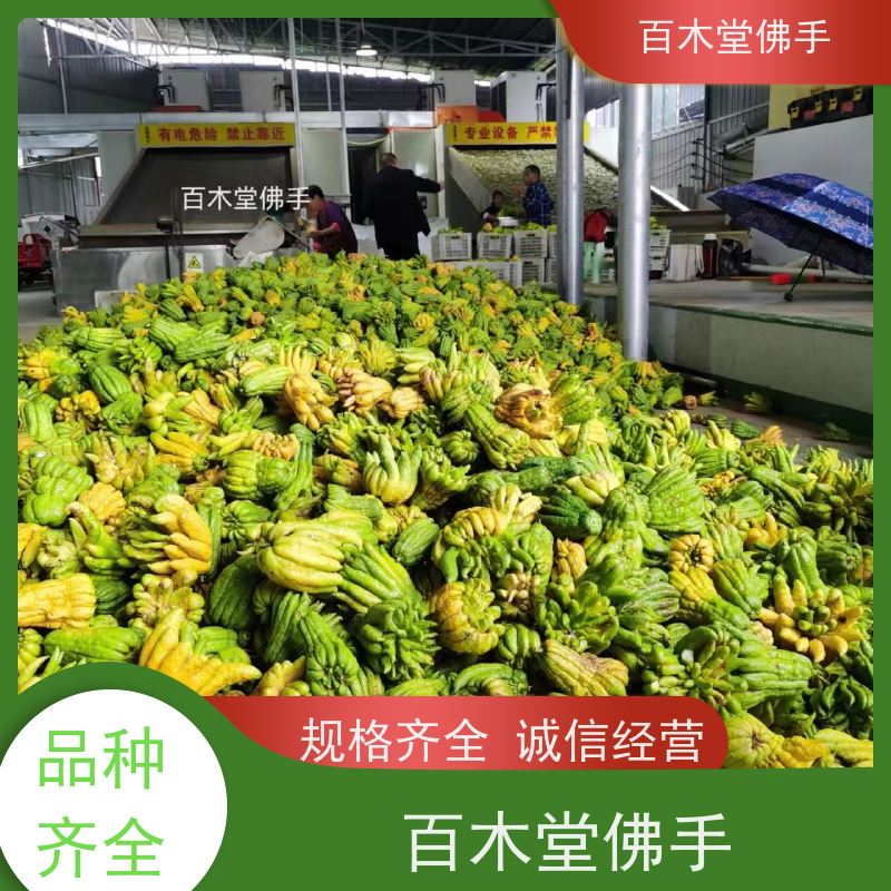 百木堂 重庆佛手 适用性强 规格齐全 种苗基地直供