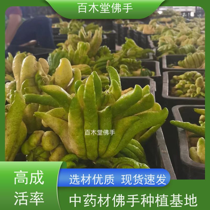百木堂 铜 梁佛手 植株茂密 生长迅速 种苗基地直供