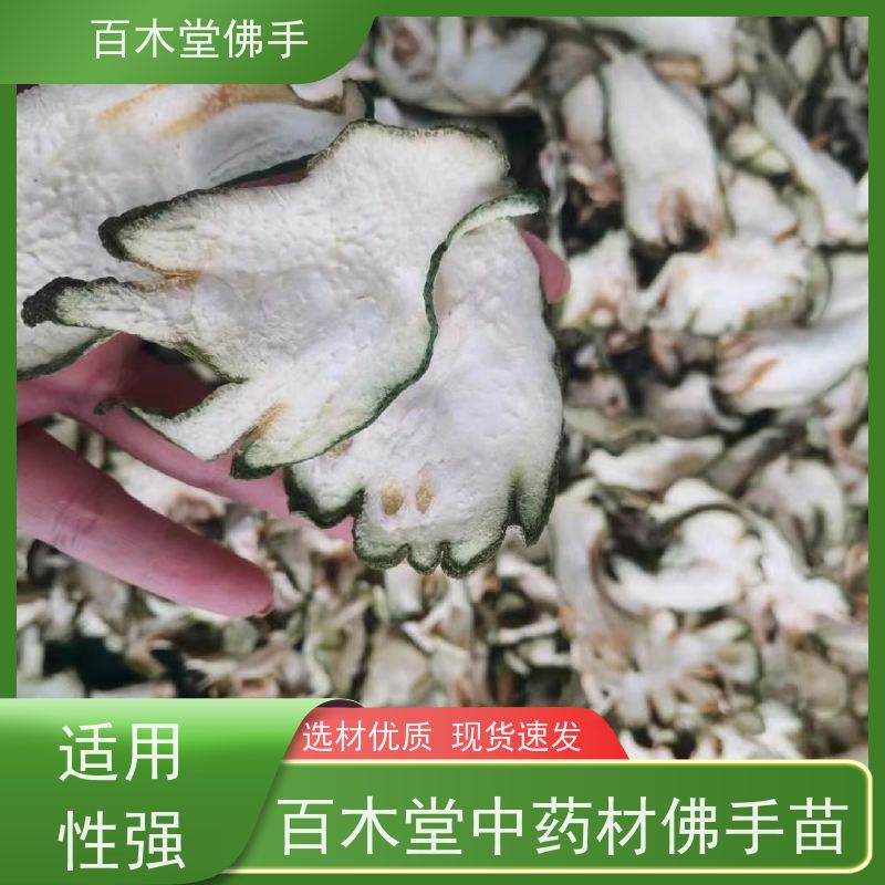百木堂 五 通桥佛手 观赏植物 附加值高 园林景区栽植