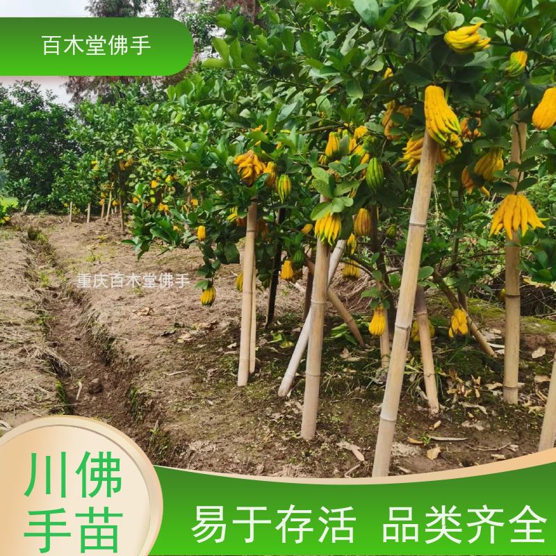 百木堂 遂 宁佛手 产量高 用途广泛 中药材种植基地 
