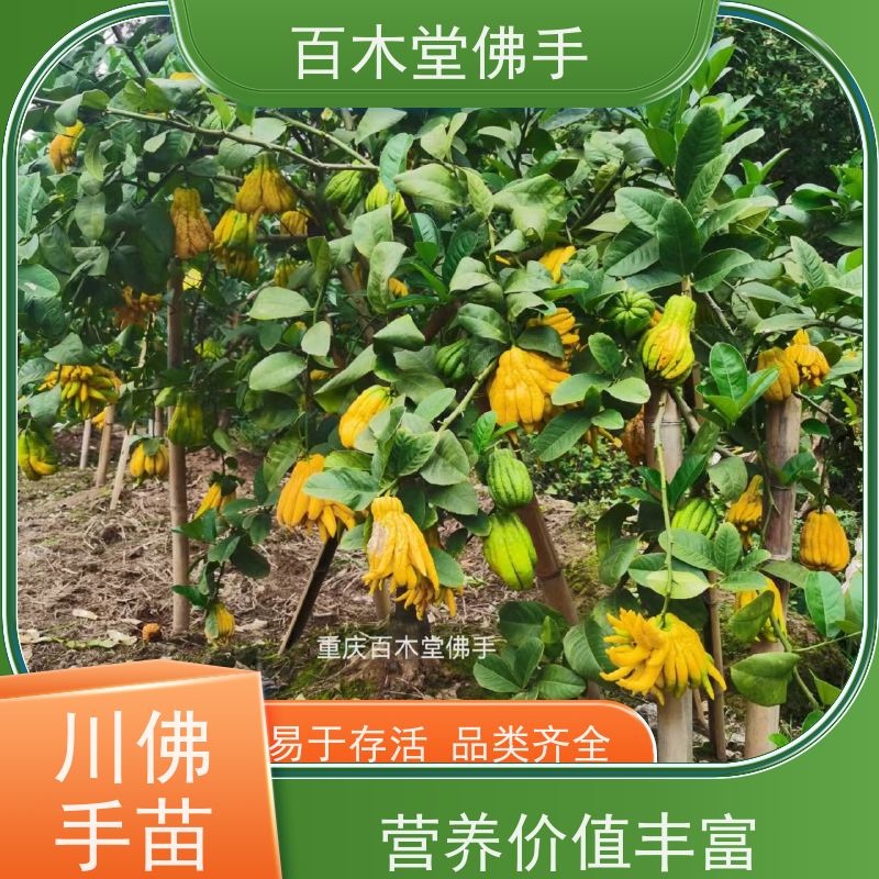 百木堂 忠 县佛手 造型优美 易成活 种苗基地直供 