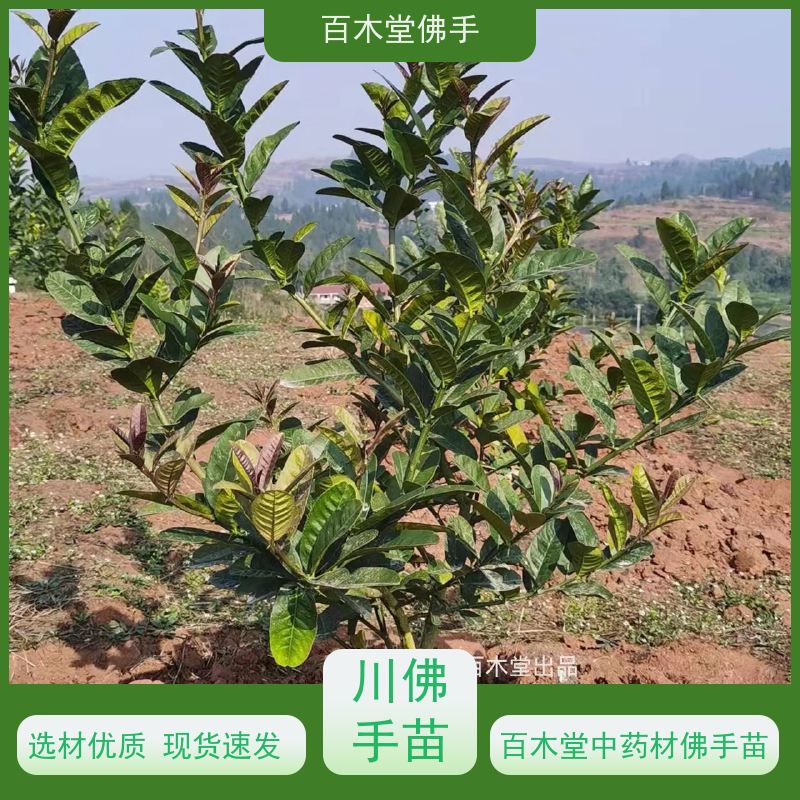 百木堂 万 州佛手 枝叶紧密 美丽多姿 种苗基地直供 