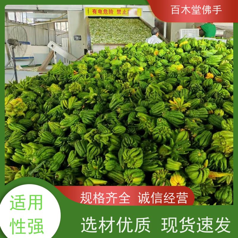 百木堂 沪 州佛手 产量高 用途广泛 道路绿化行道苗