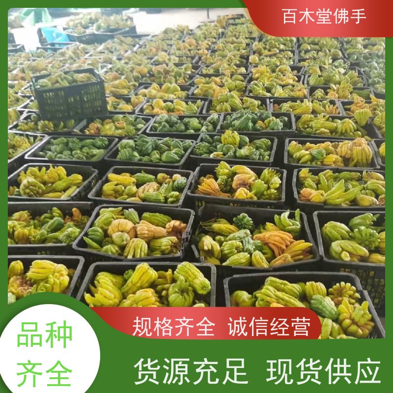 百木堂 宜 宾佛手 植株茂密 生长迅速 城市景观绿化树 