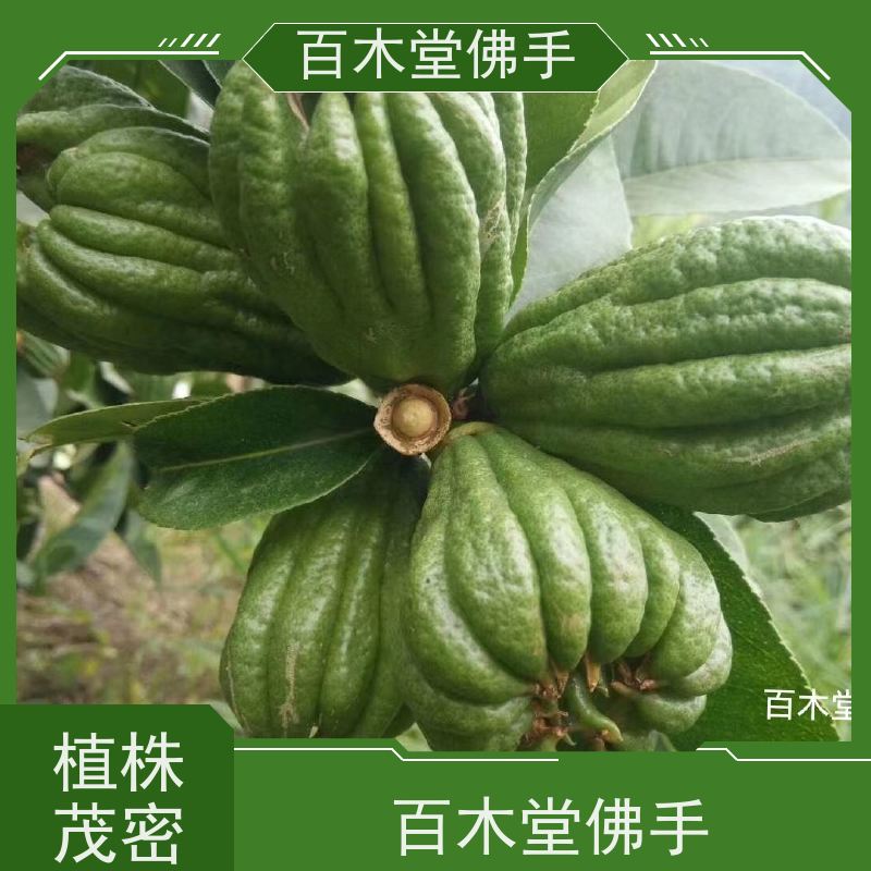 百木堂 宜 宾佛手 植株茂密 生长迅速 园林景区栽植