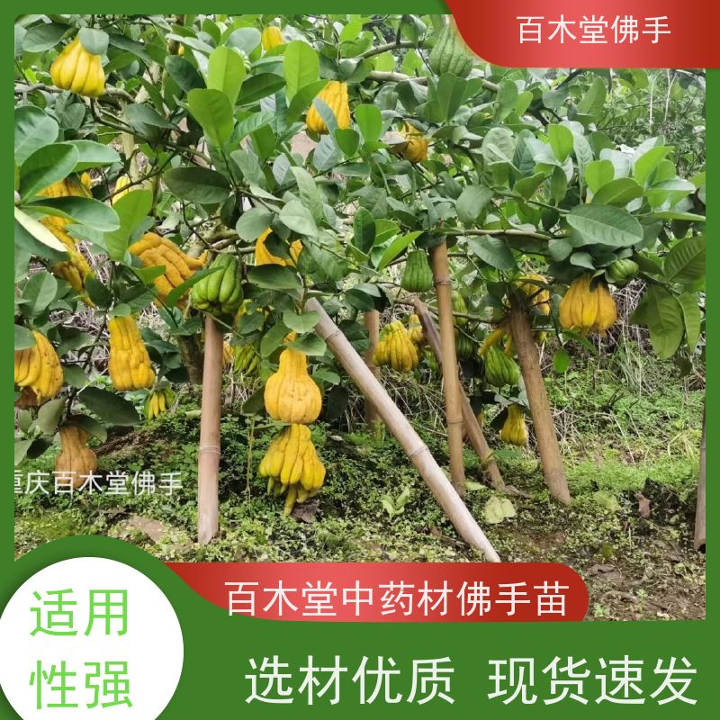 百木堂 万 州佛手 道路绿化行道苗 用于庭院装饰