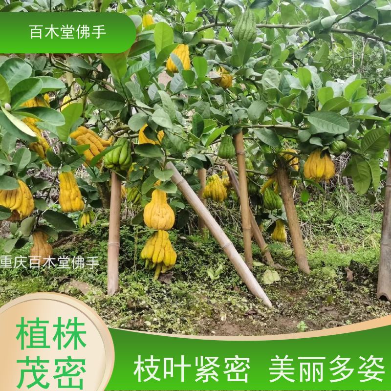 百木堂 铜 梁佛手 适用性强 规格齐全 用于庭院装饰