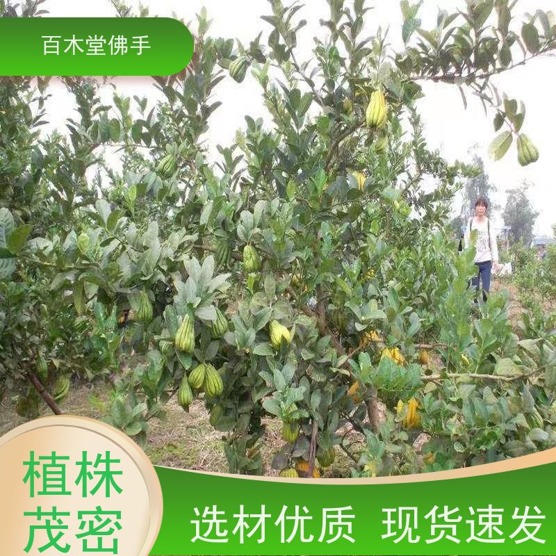 百木堂 梁 平佛手 高成活率 较耐干旱 种苗基地直供 