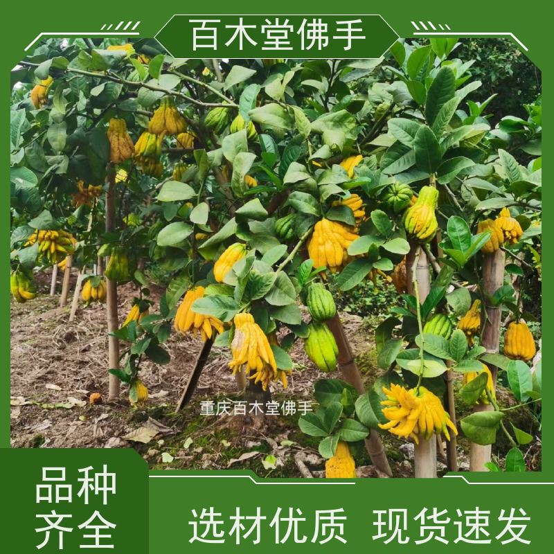 百木堂 宜 宾佛手 高成活率 较耐干旱 用于室内外盆景