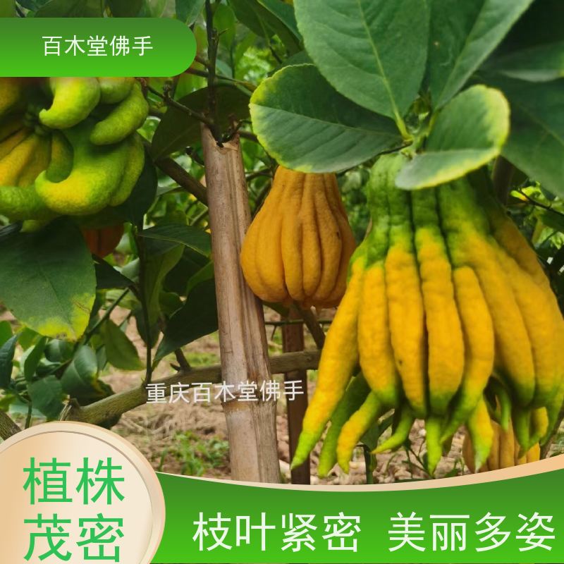 百木堂 成 都佛手 枝叶紧密 美丽多姿 种苗基地直供 