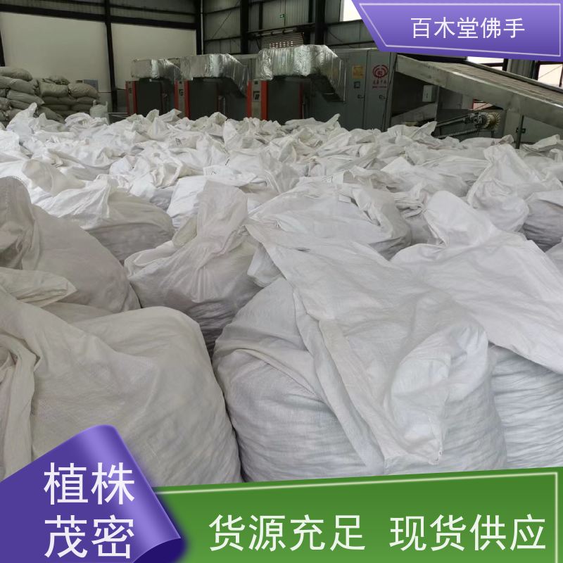 百木堂 南 充佛手 高成活率 较耐干旱 城市景观绿化树 