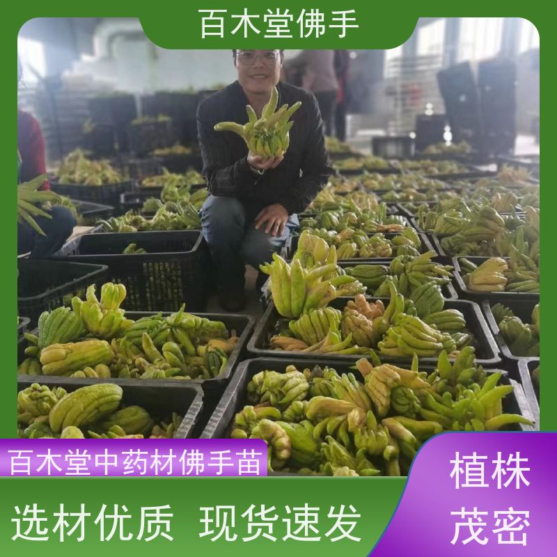 百木堂 南 充佛手 产量高 用途广泛 园林景区栽植