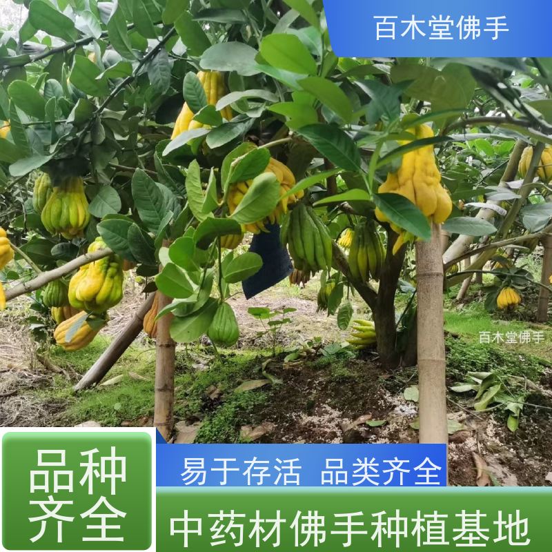 百木堂 綦 江佛手 生长环境适应性强 种苗基地直供 