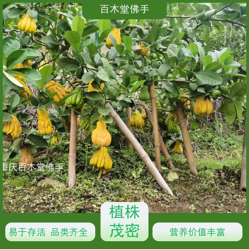 百木堂 沪 州佛手 道路绿化行道苗 用于庭院装饰