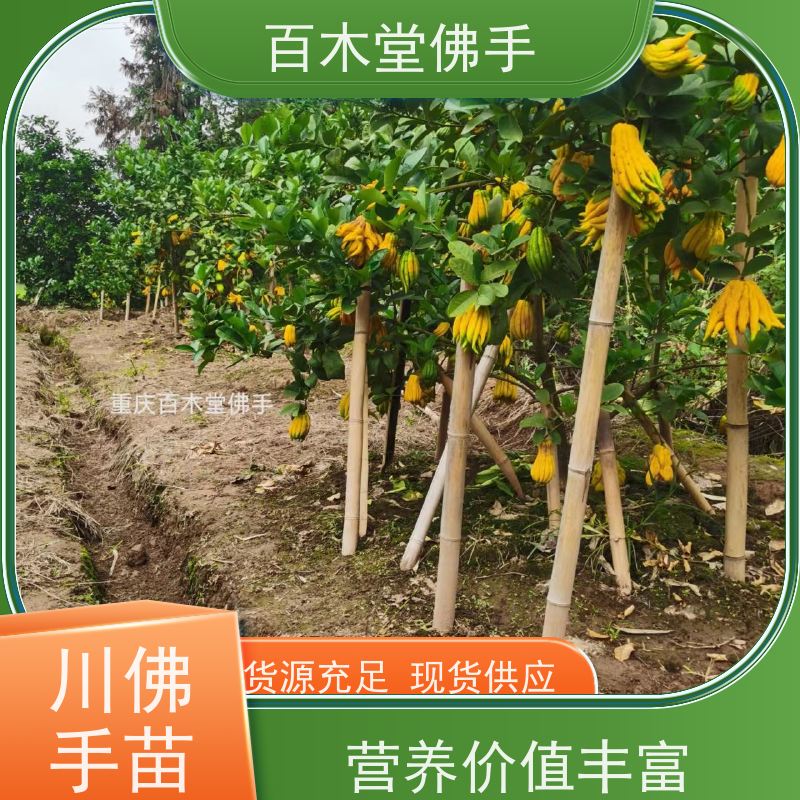 百木堂 内 江佛手 高成活率 较耐干旱 用于室内外盆景