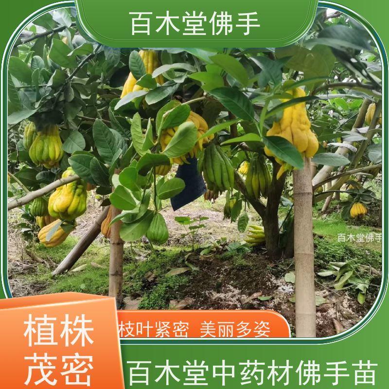 百木堂 内 江佛手 道路绿化行道苗 用于室内外盆景