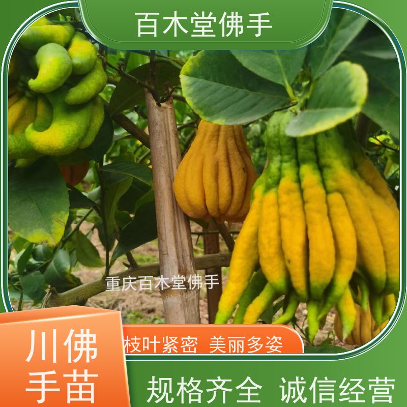 百木堂 南 充佛手 树形丰富 成活率高 用于室内外盆景