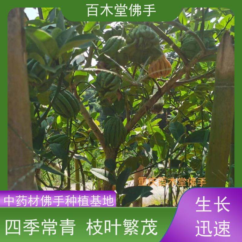 百木堂 五 通桥佛手 园林景区栽植 种苗基地直供 