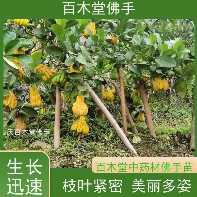 百木堂 五 通桥佛手 城市景观绿化树 用于室内外盆景
