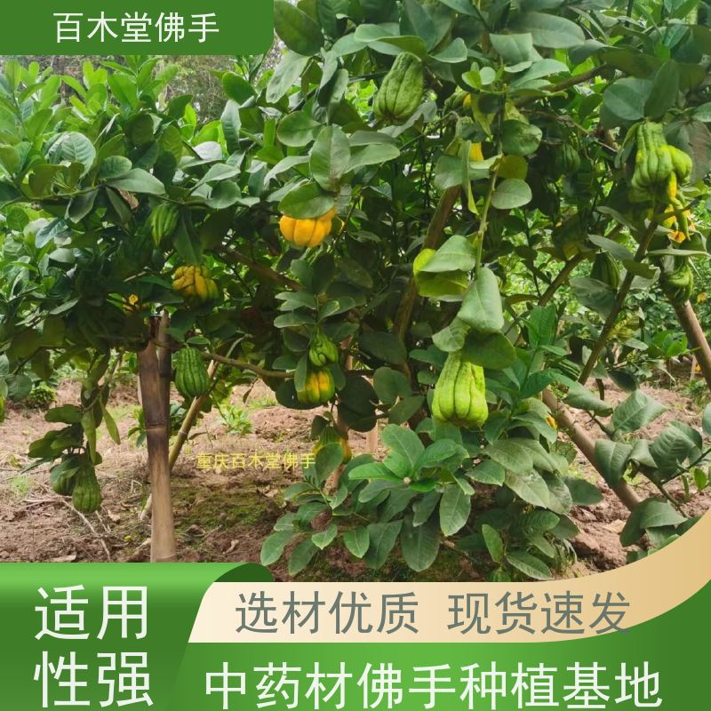 百木堂 万 州佛手 高成活率 较耐干旱 用于庭院装饰