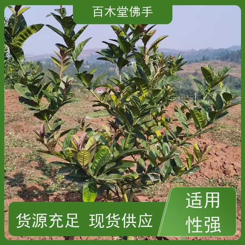 百木堂 万 州佛手 道路绿化行道苗 种苗基地直供 