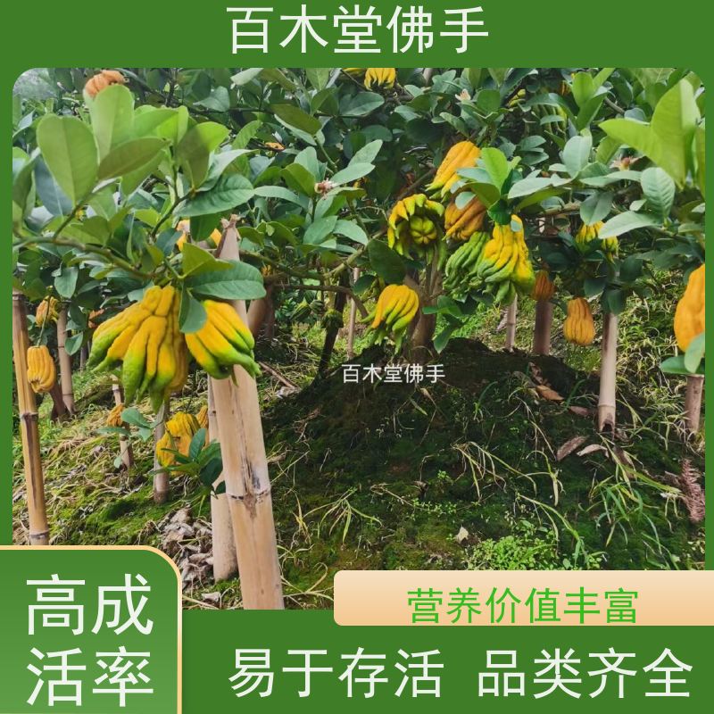 百木堂 大 足佛手 枝叶紧密 美丽多姿 中药材种植基地 