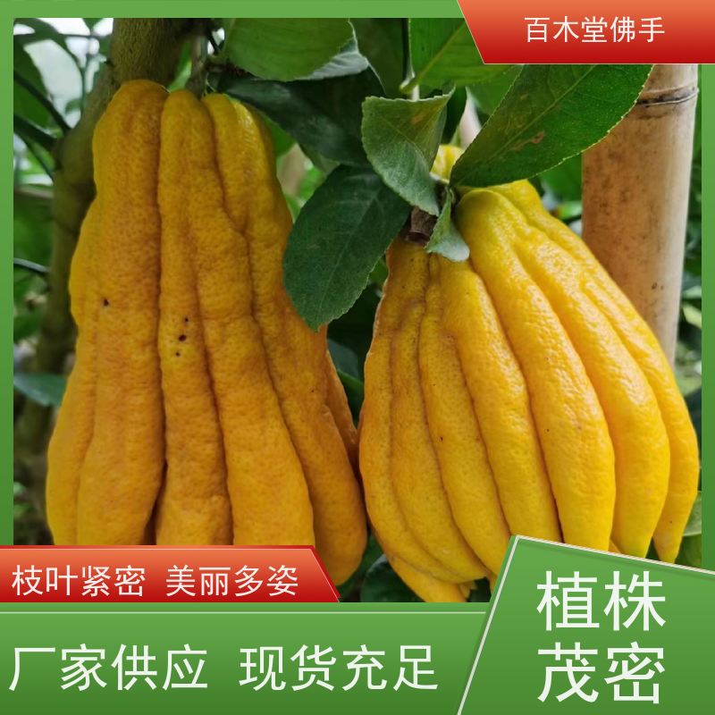 百木堂 中药材苗批发 观赏植物 附加值高 城市景观绿化树 