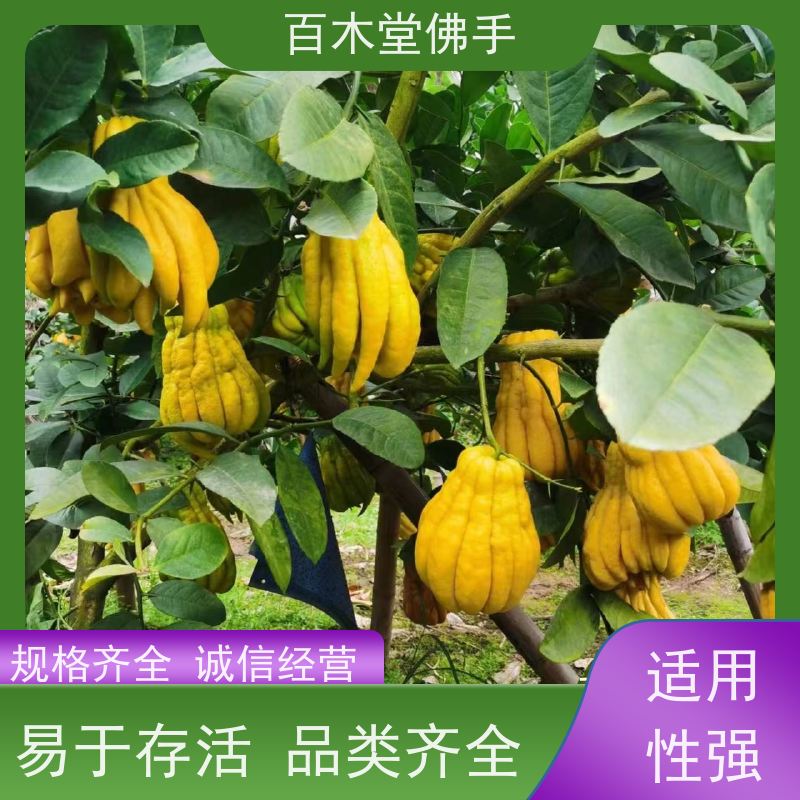 百木堂 四川佛手苗 观赏植物 附加值高 园林景区栽植